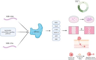 Eukaryotic translation initiation factor 4A1 in the pathogenesis and treatment of cancers